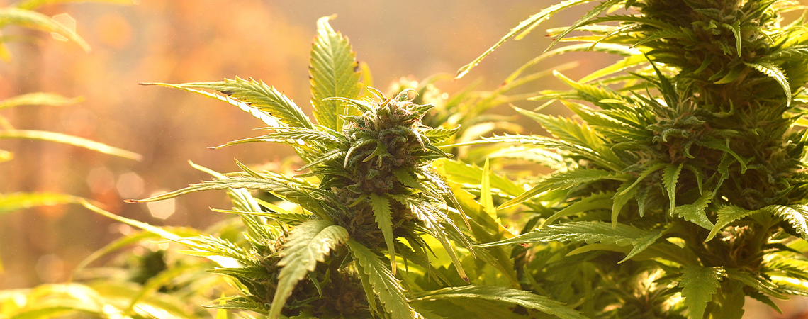 Topp 10 autoflower-sorter för utomhusodling