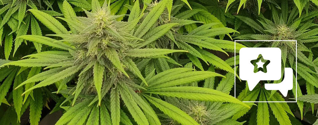 Sortrecension: Pineapple Chunk