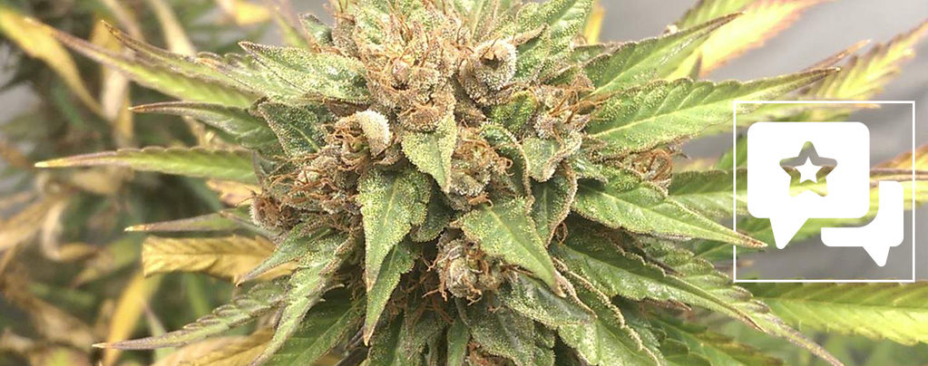 Sortrecension: Durban Poison