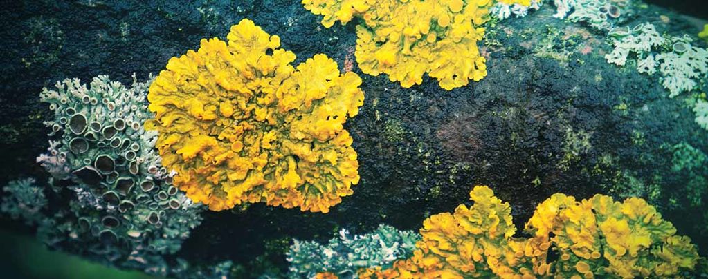 De bortglömda hallucinogena lavarna
