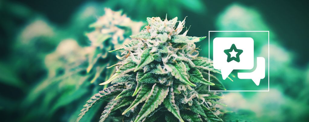 Agent Orange: Recension och information om cannabissorten
