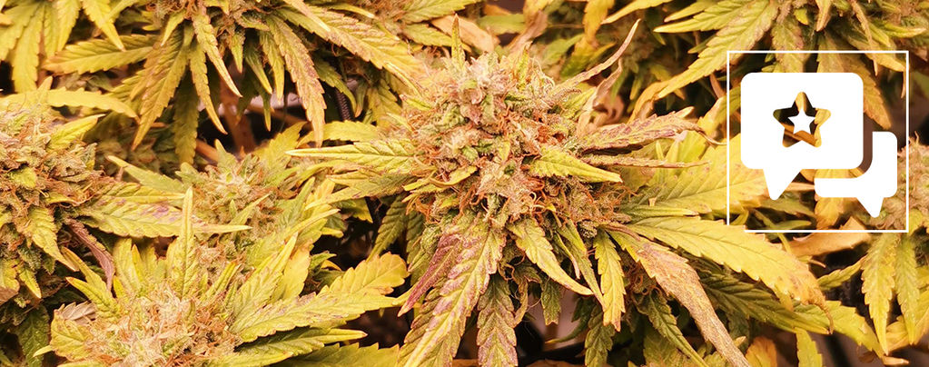Sortrecension: Liberty Haze