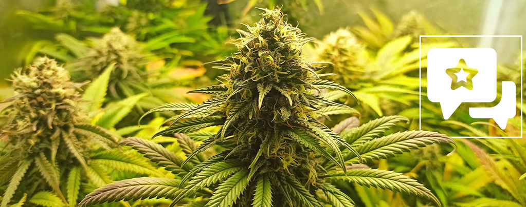 Sortrecension: Super Critical