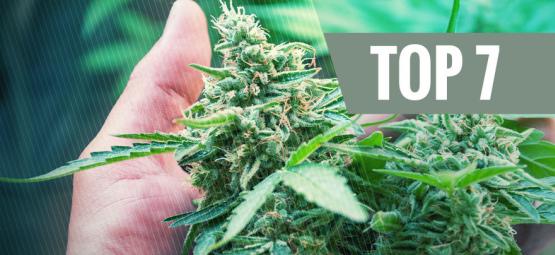 7 vanliga orsaker till stress hos din cannabisplanta