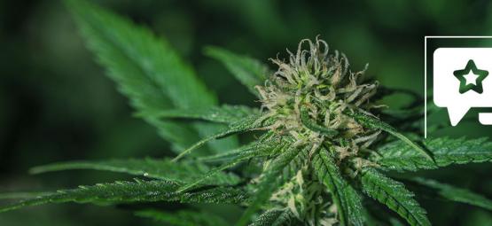 Sensi Skunk: Recension och information om cannabissorten