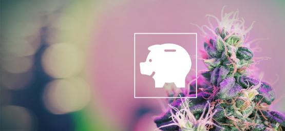 Så odlar du cannabis billigt inomhus och utomhus