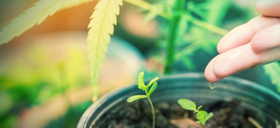 Vilket vatten är bäst för cannabisplantor?