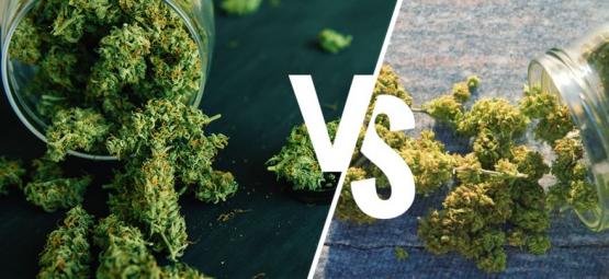 Inomhus- vs utomhusodlad cannabis: Vad är bäst?