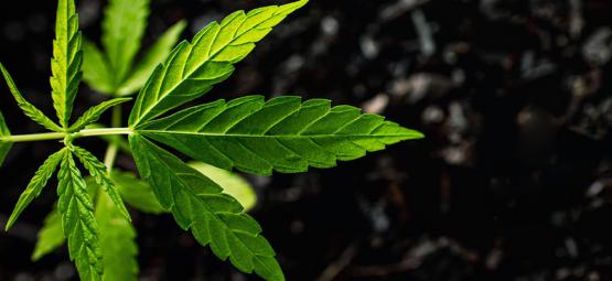 Så använder du humussyra och fulvosyra på cannabisplantor