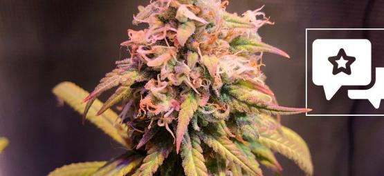 Sortrecension: Shining Silver Haze (Royal Queen Seeds)