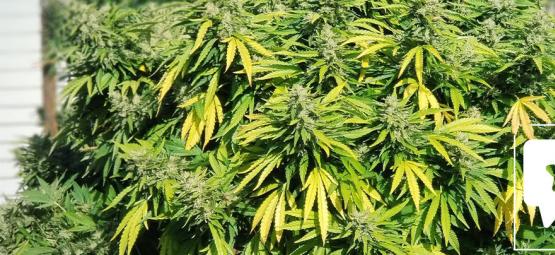 Sortrecension: Critical Kush