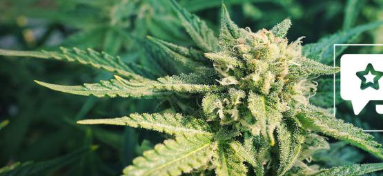 Blueberry: Recension och information om cannabissorten