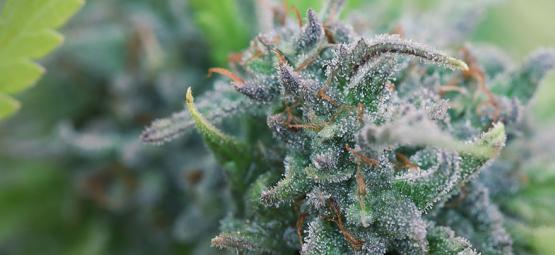 Så odlar du ekologisk cannabis hemma