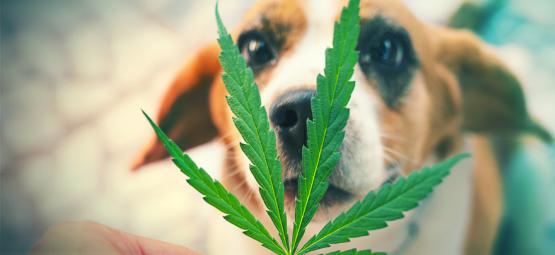 Vad du ska göra om ditt husdjur äter ditt cannabis