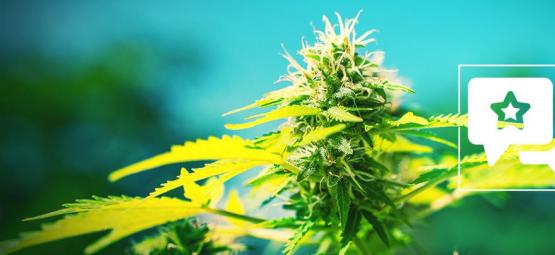 Power Flower: Recension och information om cannabissorten