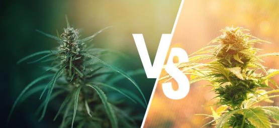 Skillnaden mellan cannabis och hampa