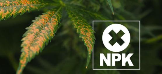 Så diagnostiserar och åtgärdar du näringslåsning hos cannabis
