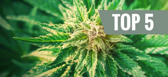 Topp 5 cannabis ruderalis-sorter