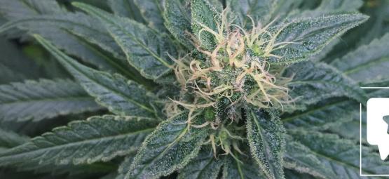 Sortrecension: Royal Medic från Royal Queen Seeds