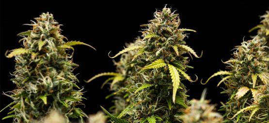 Topp 10 milda cannabissorter