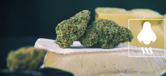 Cheese-sorter: Vad ligger bakom doften?