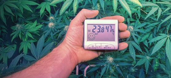 De bästa temperaturerna för att odla cannabis