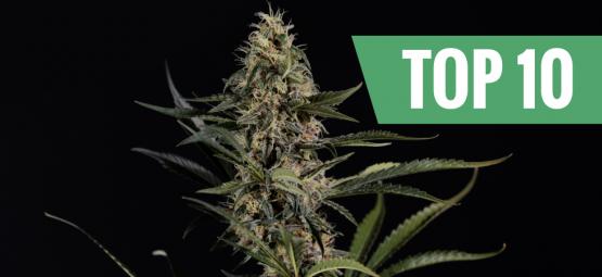 Topp 10 starkaste och mest potenta cannabissorter