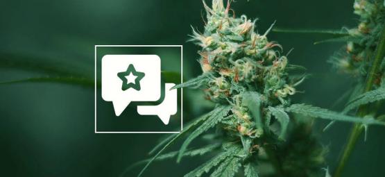 Big Buddha Cheese: Recension och information om cannabissorten