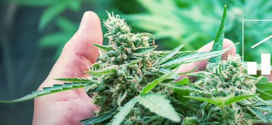 6 sätt att öka avkastningen på cannabis