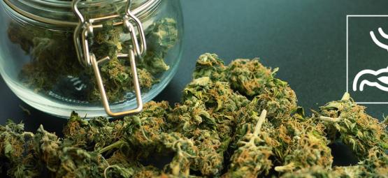 Hur påverkar cannabis matsmältningssystemet?