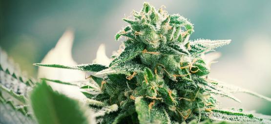Ursprunget till Haze-cannabis