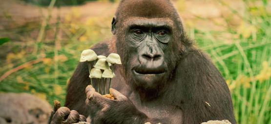 Den stenade ap-teorin om människans evolution