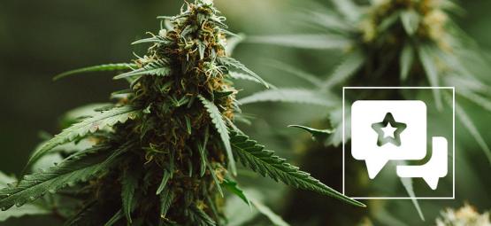 Recension av cannabissorten: Power Plant