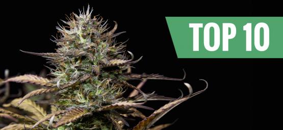 Topp 10 autoflower cannabissorter