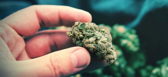 Popcorn cannabisblommor: vad de är och hur du undviker dem