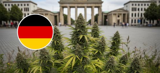 Bästa cannabissorter att odla utomhus i Tyskland