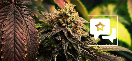 Blue Widow: Recension och information om cannabissorten
