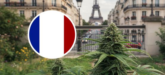 Bästa cannabissorterna att odla utomhus i Frankrike
