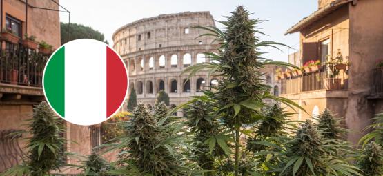 10 bästa cannabissorter att odla utomhus i Italien