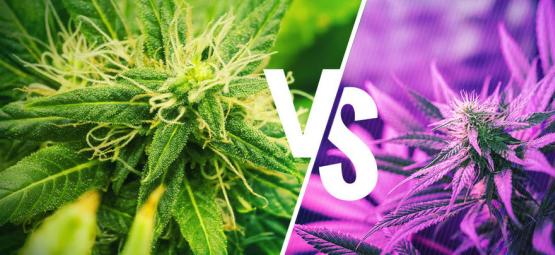 Förstå skillnaden mellan kush- och haze-sorter