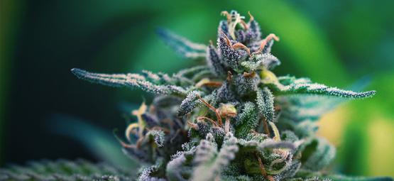 De bästa CBD- och THC-cannabissorterna för smärtlindring