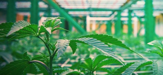 Så fungerar vertikal cannabisodling