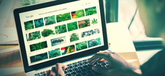 De bästa webbplatserna för cannabisentusiaster [uppdatering 2026]