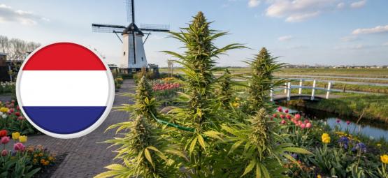 De bästa cannabissorterna att odla i Nederländerna