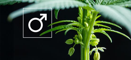 Vad ska man göra med hanplantor av cannabis?