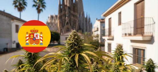 Bästa cannabissorter att odla utomhus i Spanien