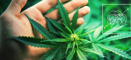 Svårodlade men mycket givande cannabissorter