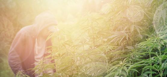 Bästa cannabissorter för gerillaodling