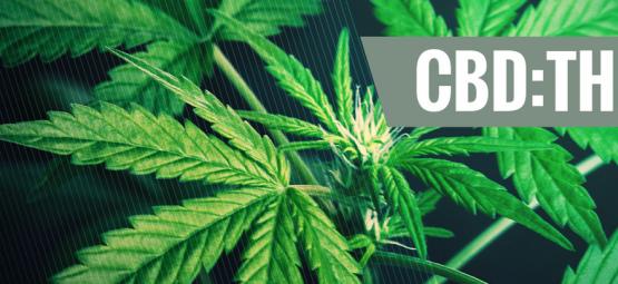 Förstå vikten av olika CBD:THC-förhållanden