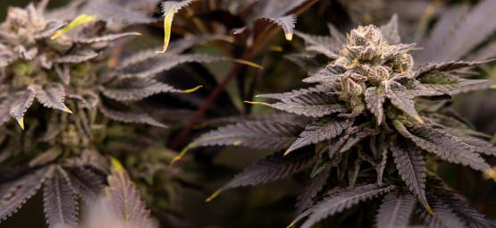 Topp 25 fruktiga cannabissorter [2026]